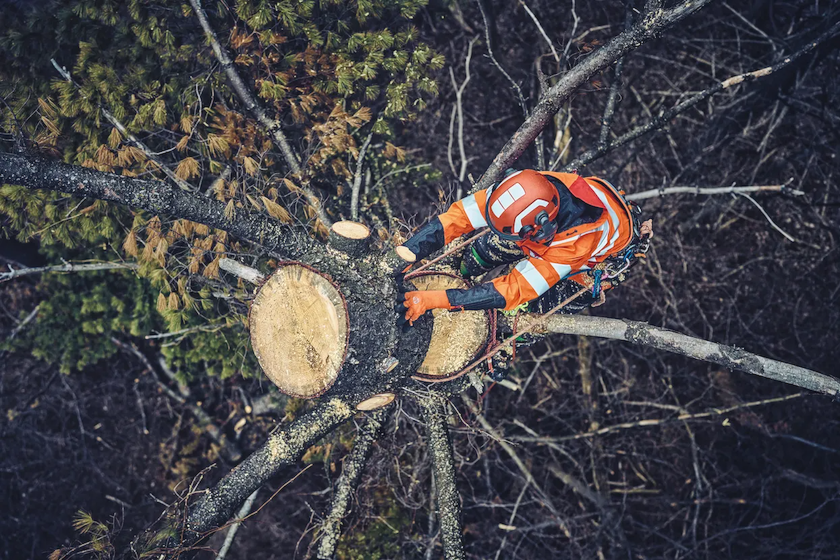 Cuneo per arboristi 4"